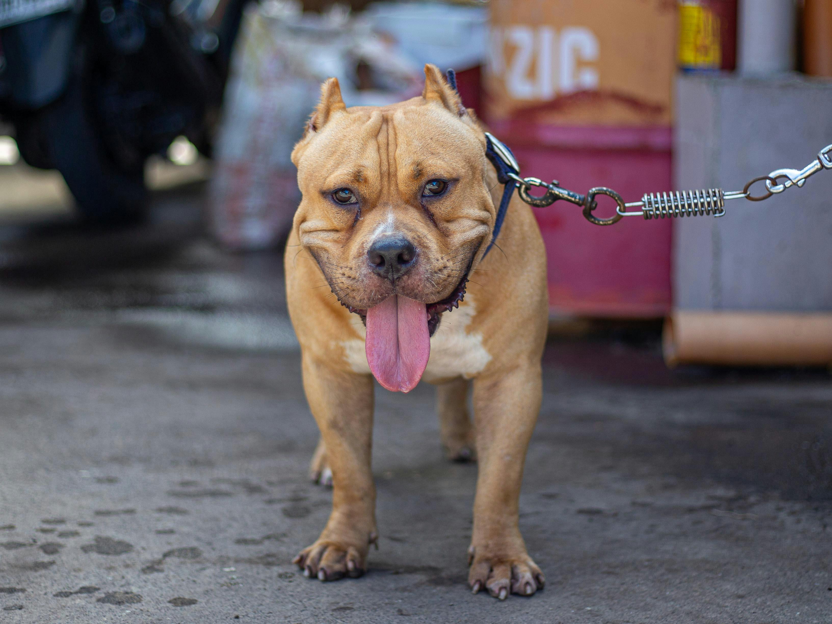 A Brown American Bully