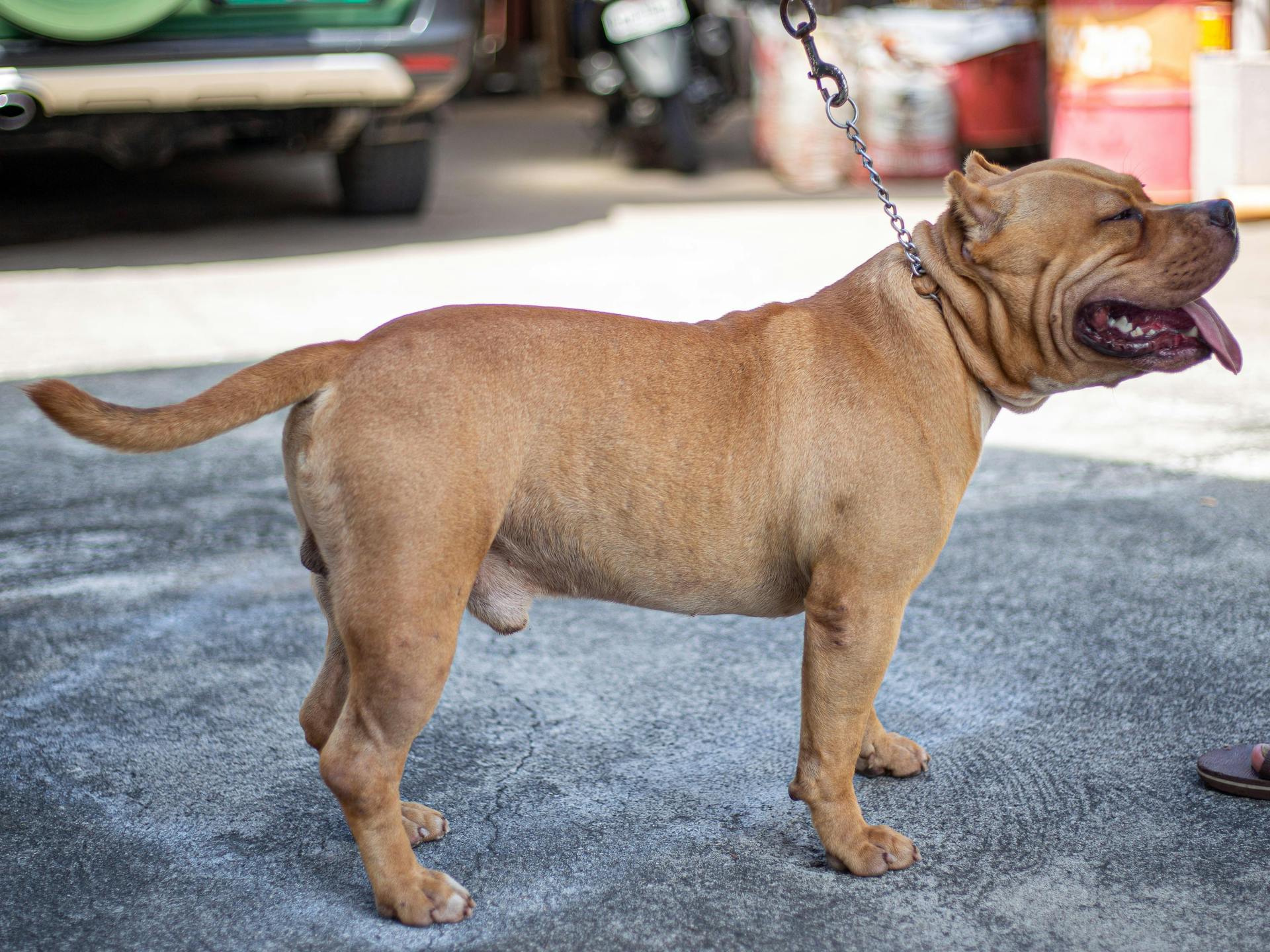 Side View of a Brown American Bully