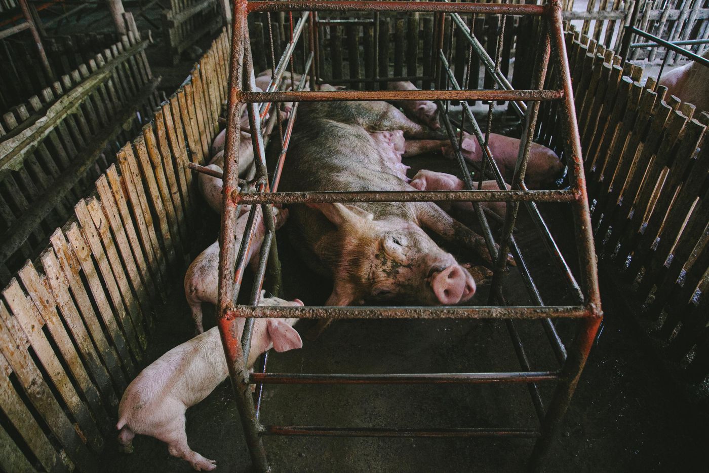 จำลองกำไรเลี้ยงหมูขุน: กรณีดี กลาง แย่ เพื่อวางแผนก่อนลงทุน