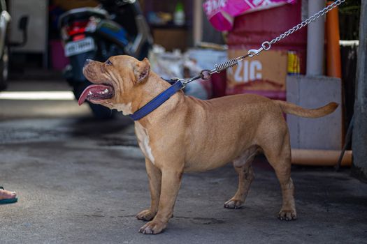 A muscular American Bulldog standing on the street with its tongue out, wearing a blue collar.