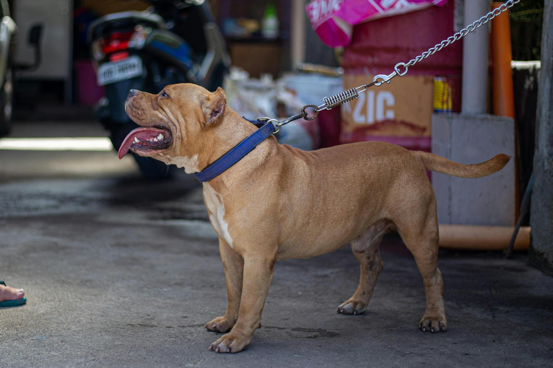 Brown American Bulldog with Blue Dog Collar