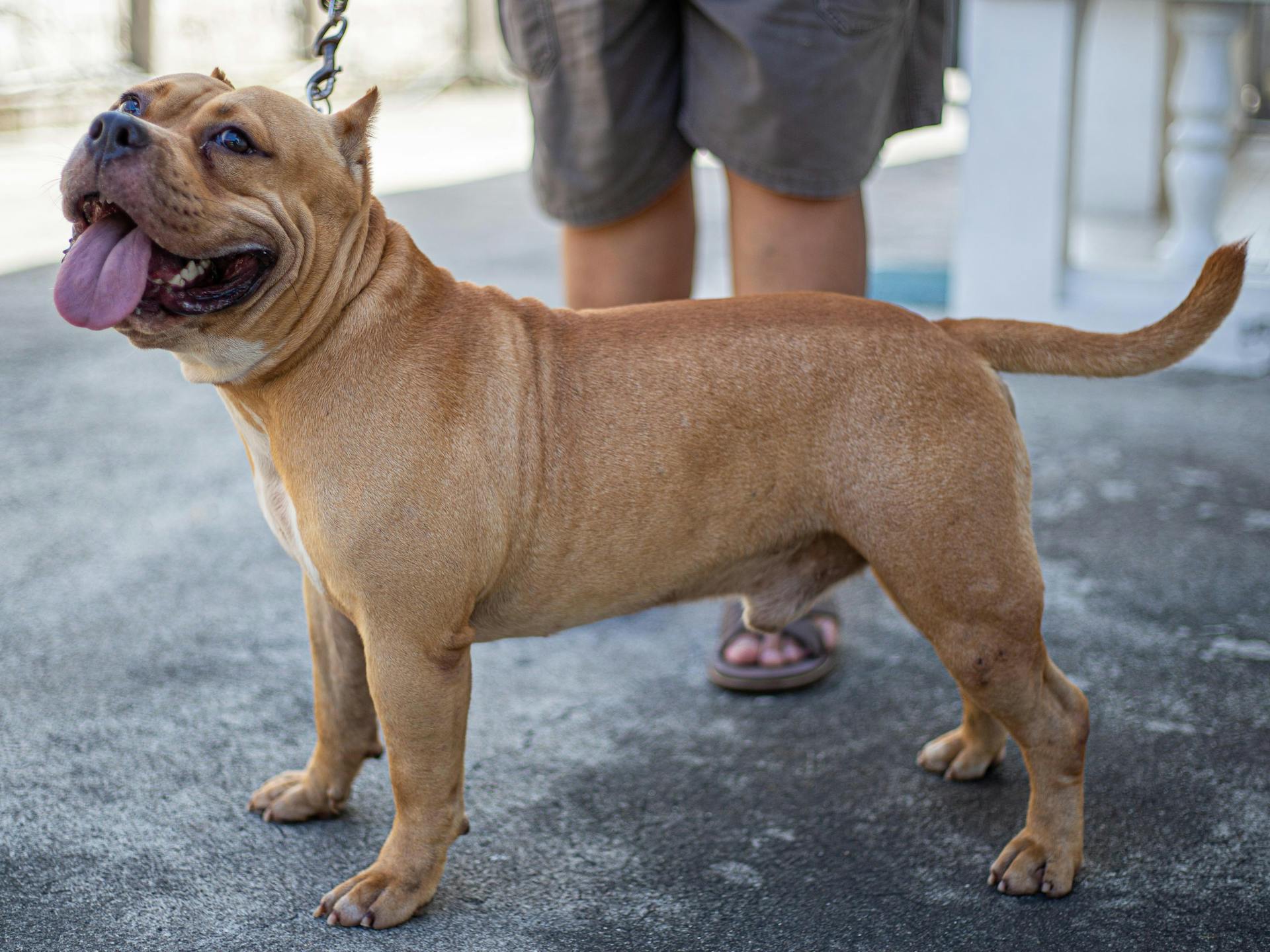 Un bouledogue brun sur un sol en béton