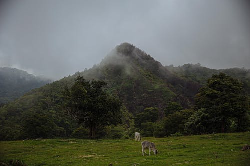 丘, 動物, 牛の無料の写真素材