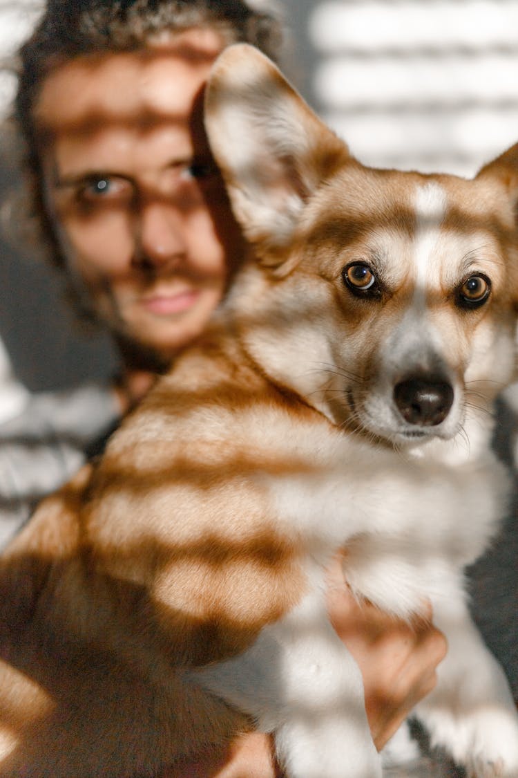 Person Carrying A Corgi Dog 