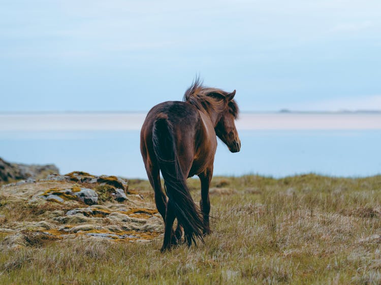 Horse Standing On A Cliff Facing The Sea 