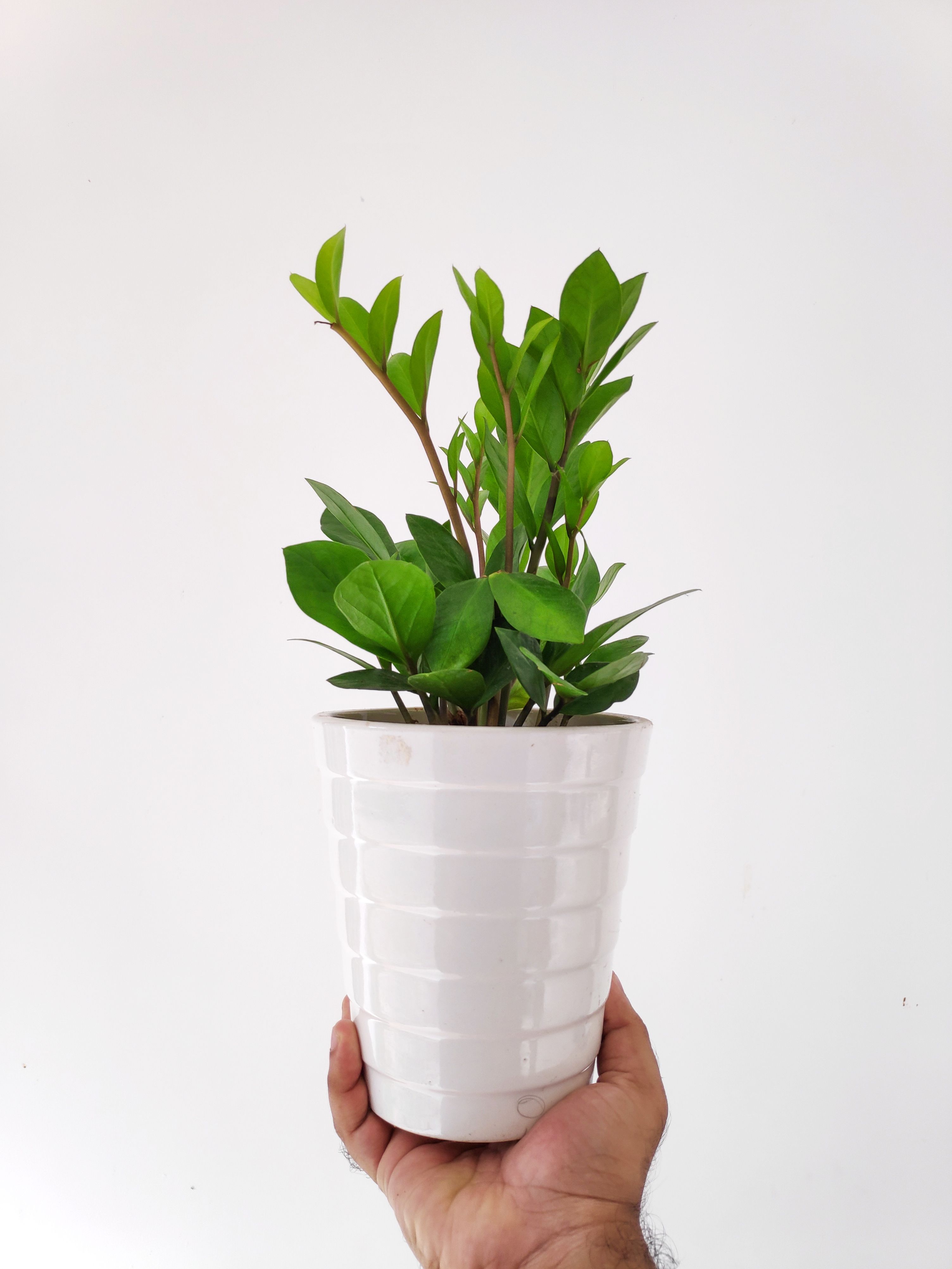 zz plant in modern pot