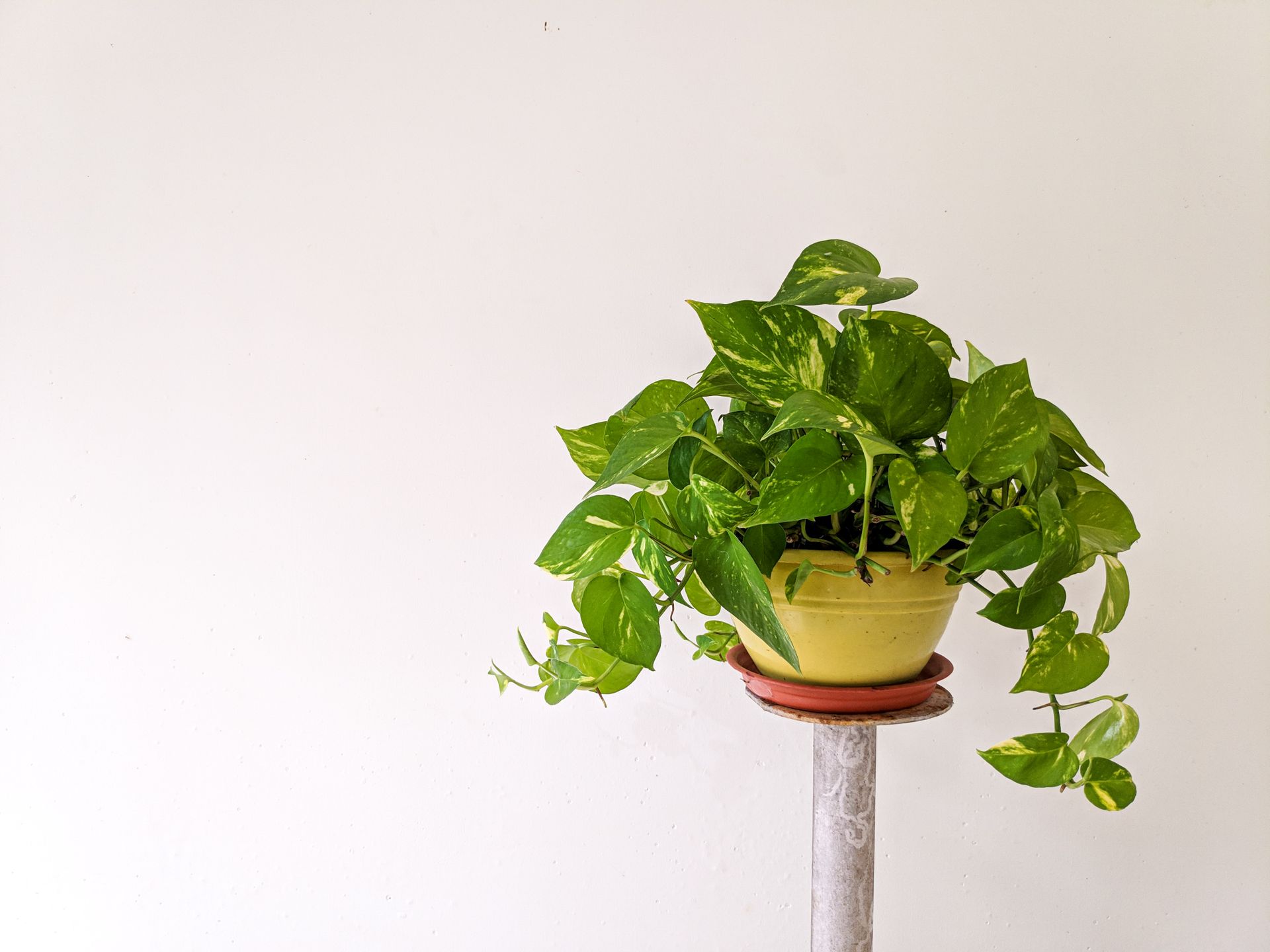 Elegant green pothos plant in yellow pot against a clean white backdrop. Ideal for decor inspiration.