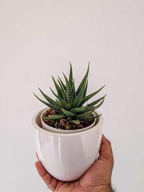 Green Plant in White Ceramic Pot
