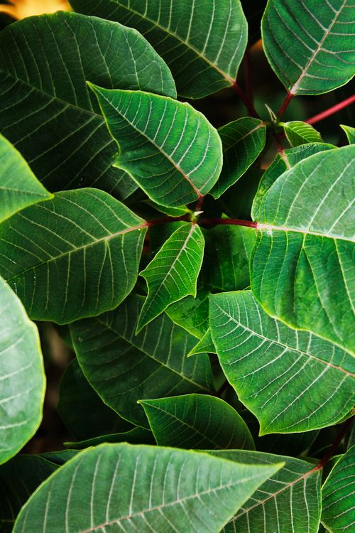 Free Detailed close-up of lush green poinsettia leaves with a rich texture and vibrant color. Stock Photo