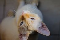 白天，家猫安静地坐在地板上，从上方看去