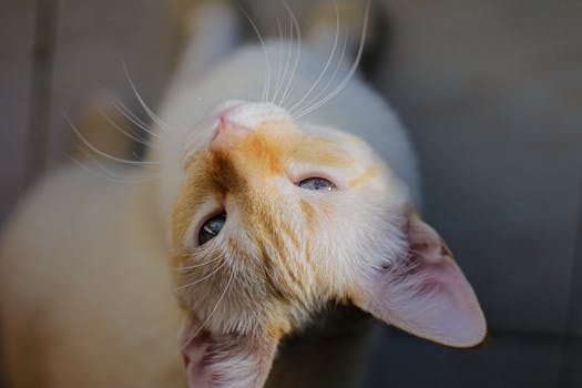 白天，家猫安静地坐在地板上，从上方看去