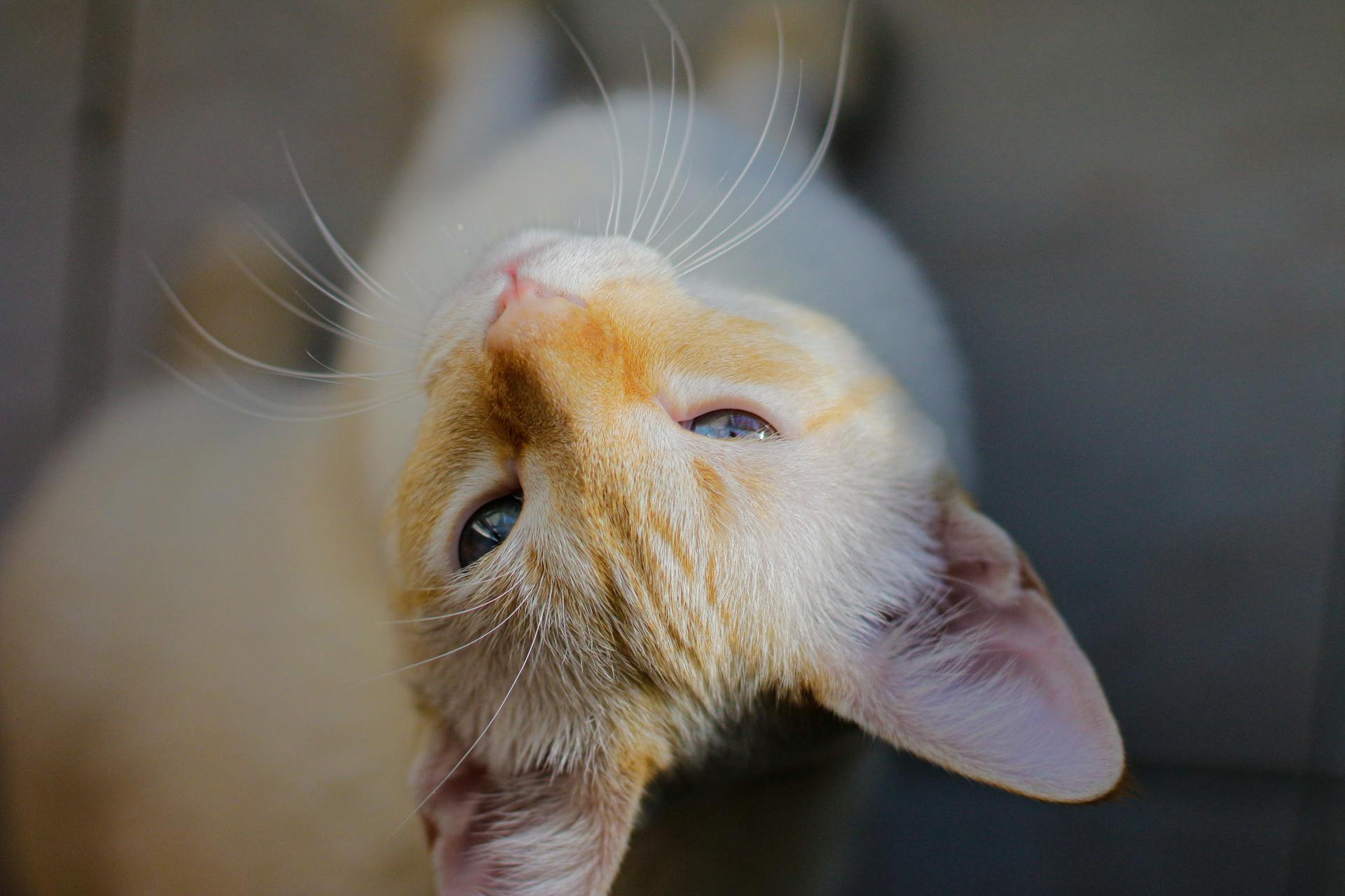 From above of calm domestic cat with spots sitting on floor in daytime