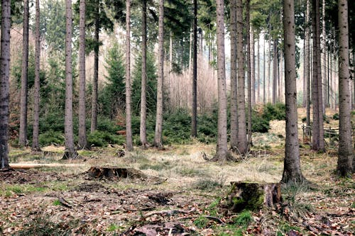 Foto d'estoc gratuïta de arbres, avets, bosc