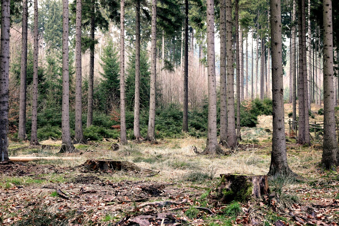 免費 森林數碼壁紙上的綠葉樹 圖庫相片