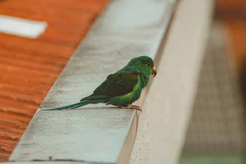Little parrot with green plumage and long tail sitting on roof edge at daytime
