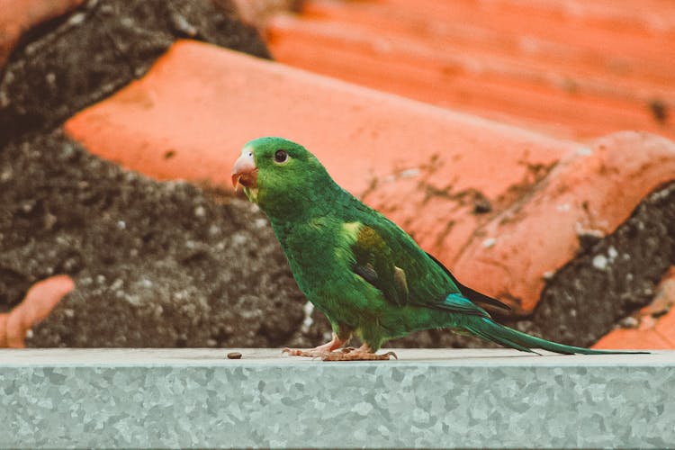 Small Parrot Sitting On Street