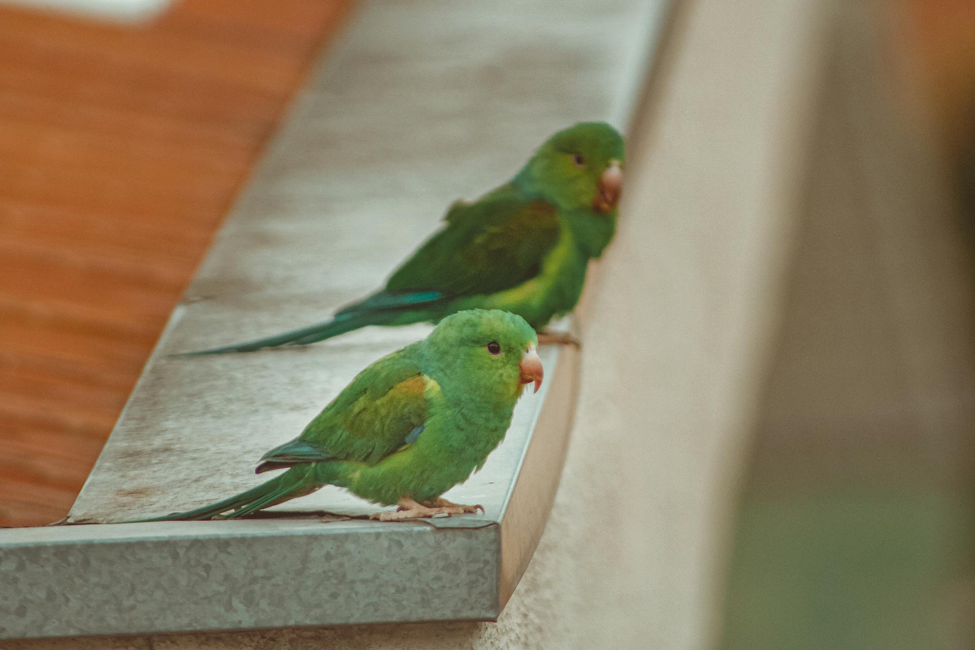 Small tropical parrots with green plumage and long tails sitting on roof edge in daytime