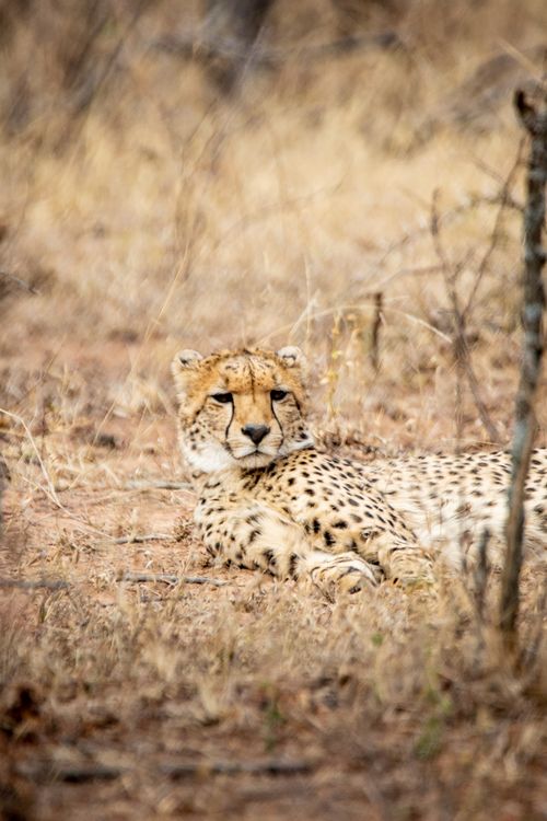 Free A cheetah (Acinonyx jubatus) relaxing in the wild, Hammanskraal, South Africa. Stock Photo