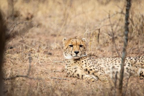 Free A majestic cheetah relaxing in the dry savanna landscape of Hammanskraal, South Africa. Stock Photo