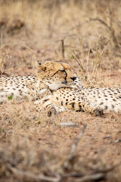 Cheetahs on Brown Grass Field