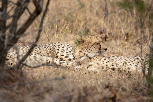 Cheetahs on Brown Grass Field