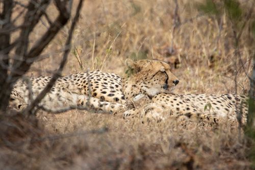 Free A majestic cheetah rests in the savannah of Hammanskraal, showcasing wildlife beauty. Stock Photo
