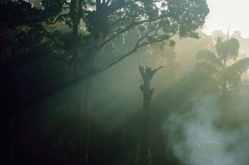 Free Sun rays pierce through mist in a serene forest scene capturing nature's tranquility. Stock Photo