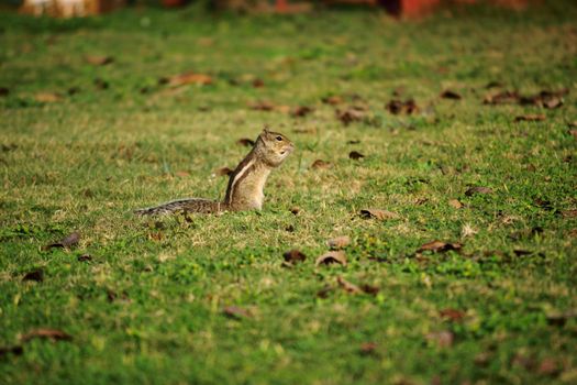 Brown Squirrel on Green Grass