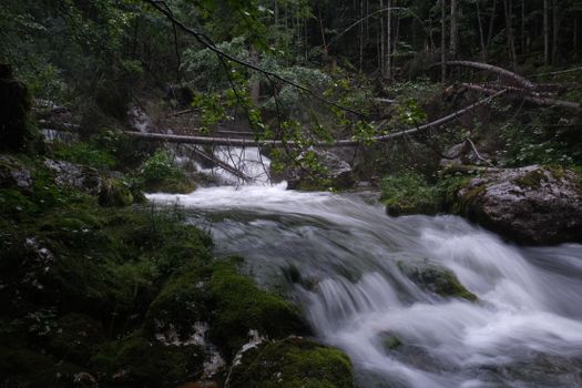 Serene forest stream flowing through lush greenery in Styria, Austria.