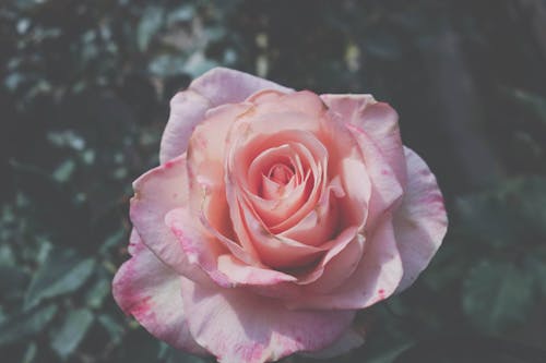 Free stock photo of pink flower, pink rose, rose Stock Photo