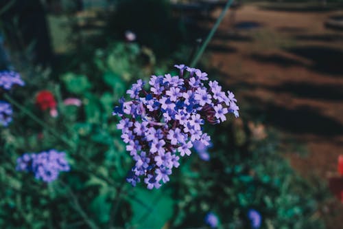 Free stock photo of beautiful flowers, violet flower Stock Photo