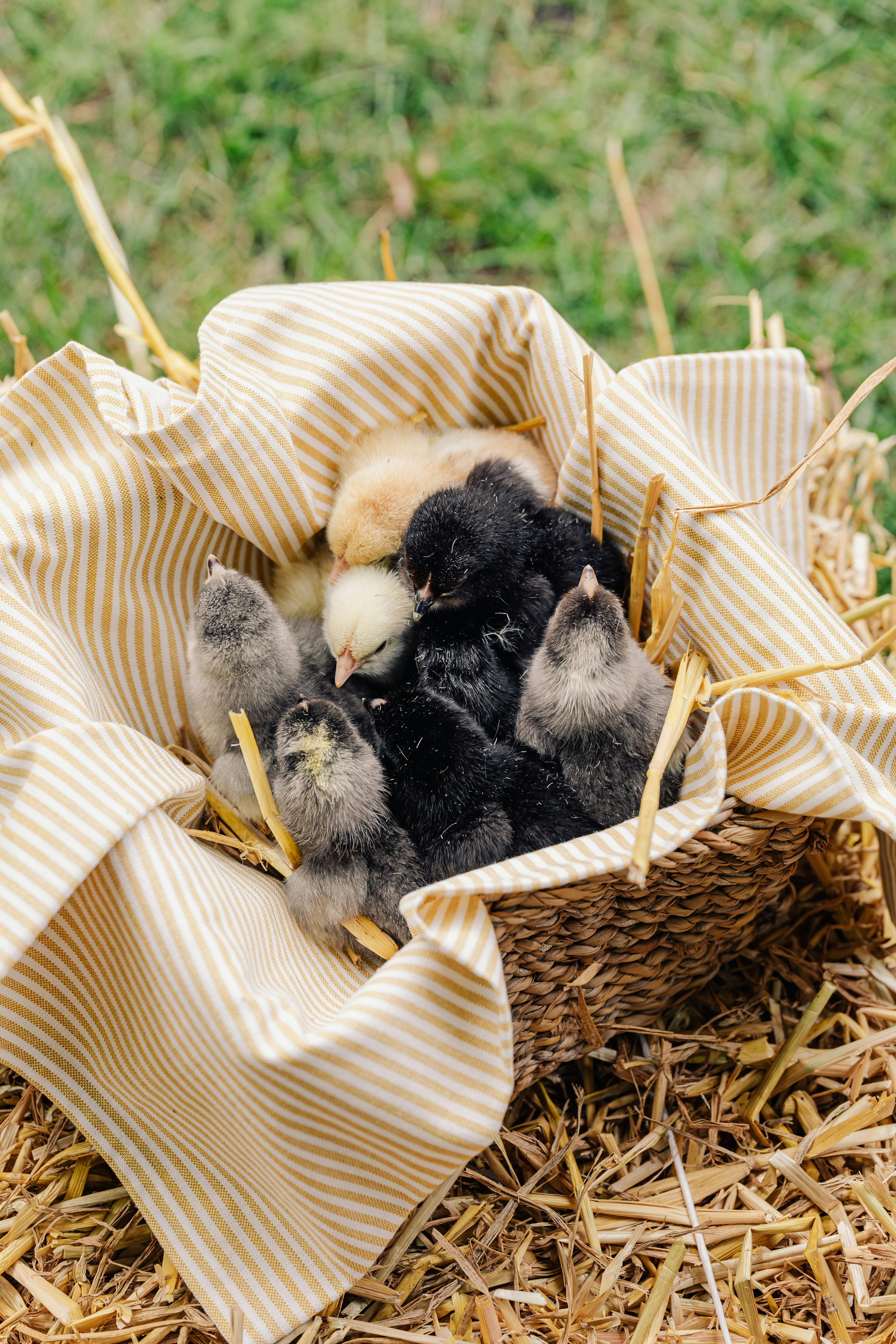 一个装满干草的篮子里，毛茸茸的小鸡特写镜头，非常适合自然摄影