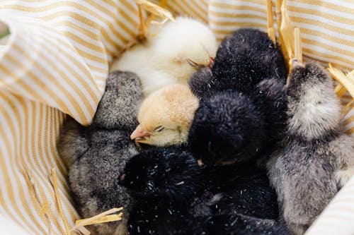 Free Yellow and Black Chicks in the Basket Stock Photo