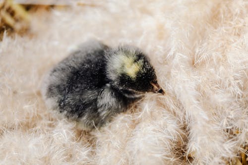 Close Up Shot of a Black Chick