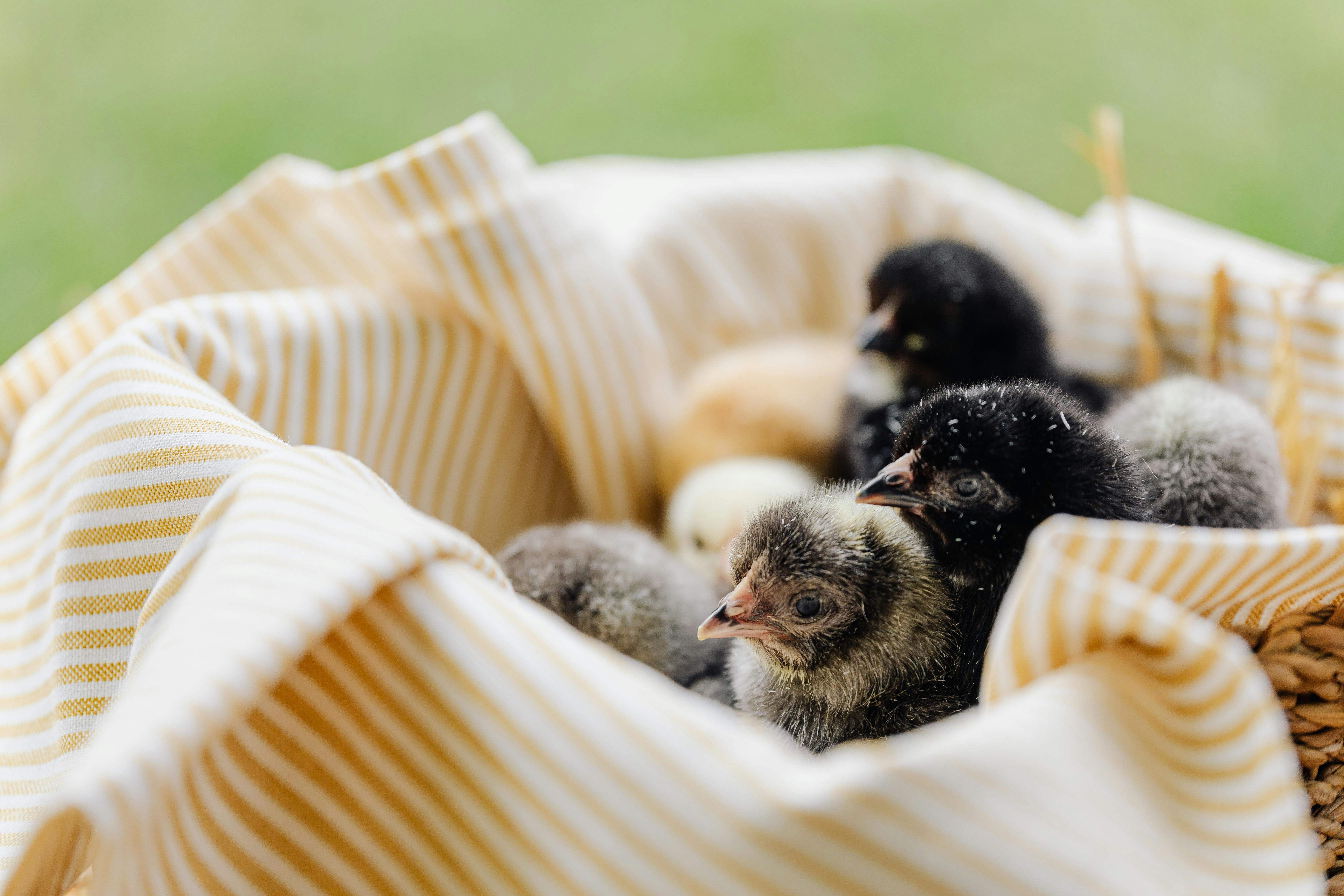 chicks in close up photography