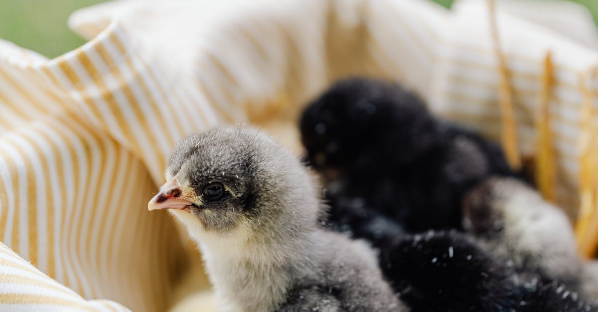 How long do bald eagle chicks stay in the nest