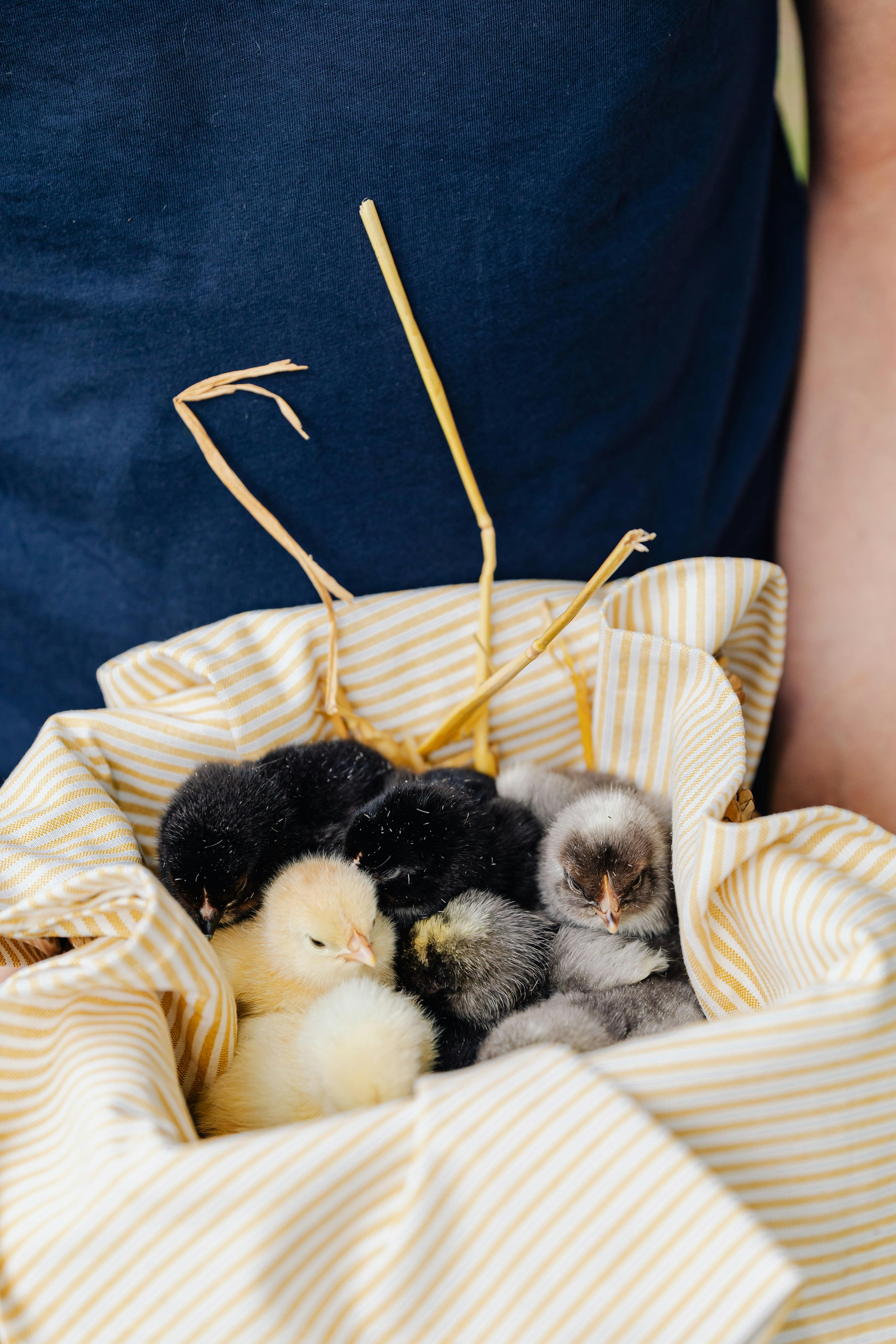 chicks in yellow basket