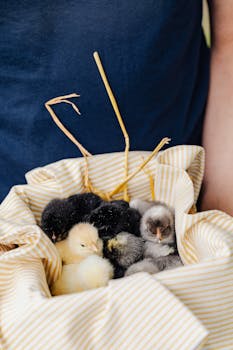 五彩小鸡穿着稻草布的特写镜头，展现了可爱的动物生活