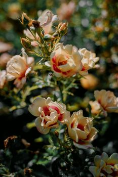 美丽的花园里，玫瑰花精致的花瓣在阳光下绽放，展现了大自然的优雅和活力