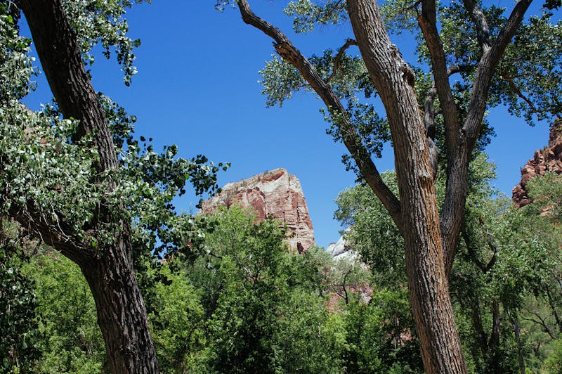 Vue panoramique sur le paysage rocheux de Zion National Park