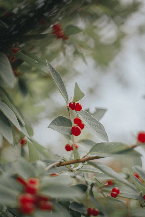 Red Berries and Green Leaves on a Stem
