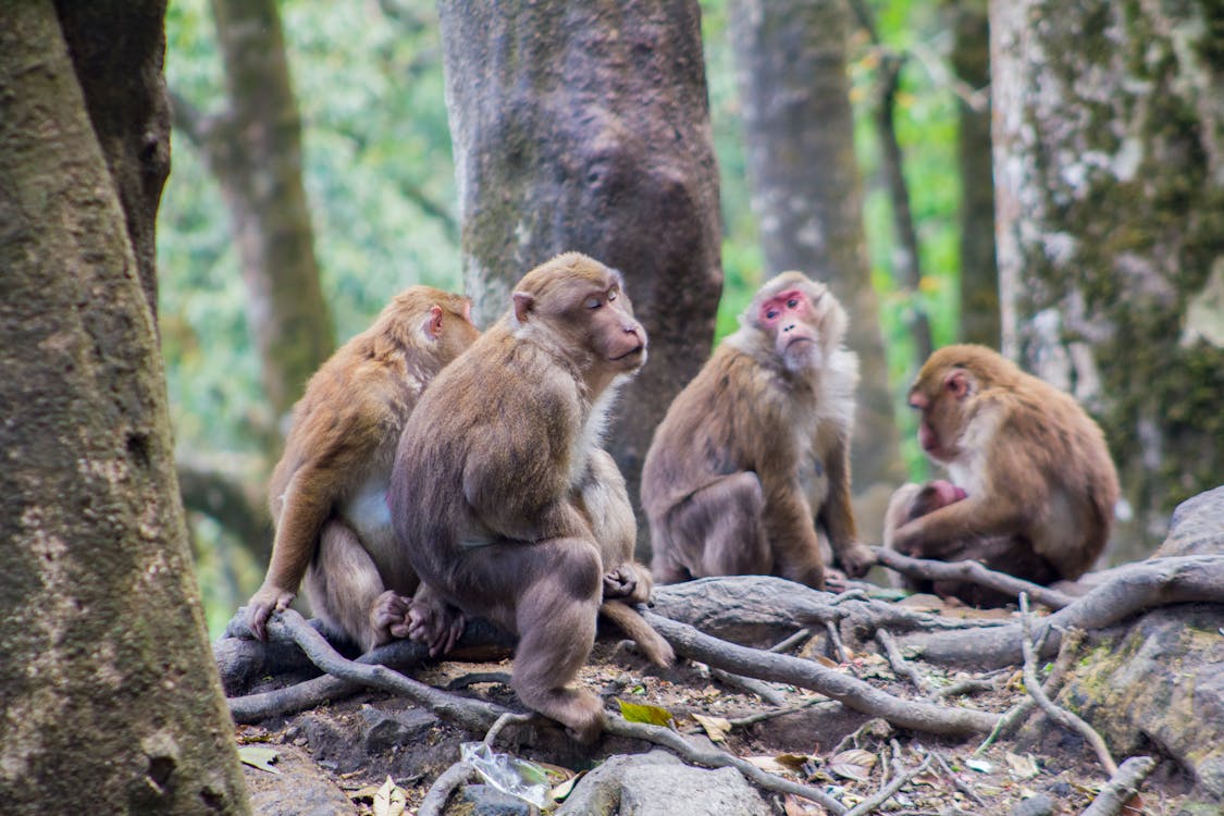 Free stock photo of animals, group of monkeys, monkeys