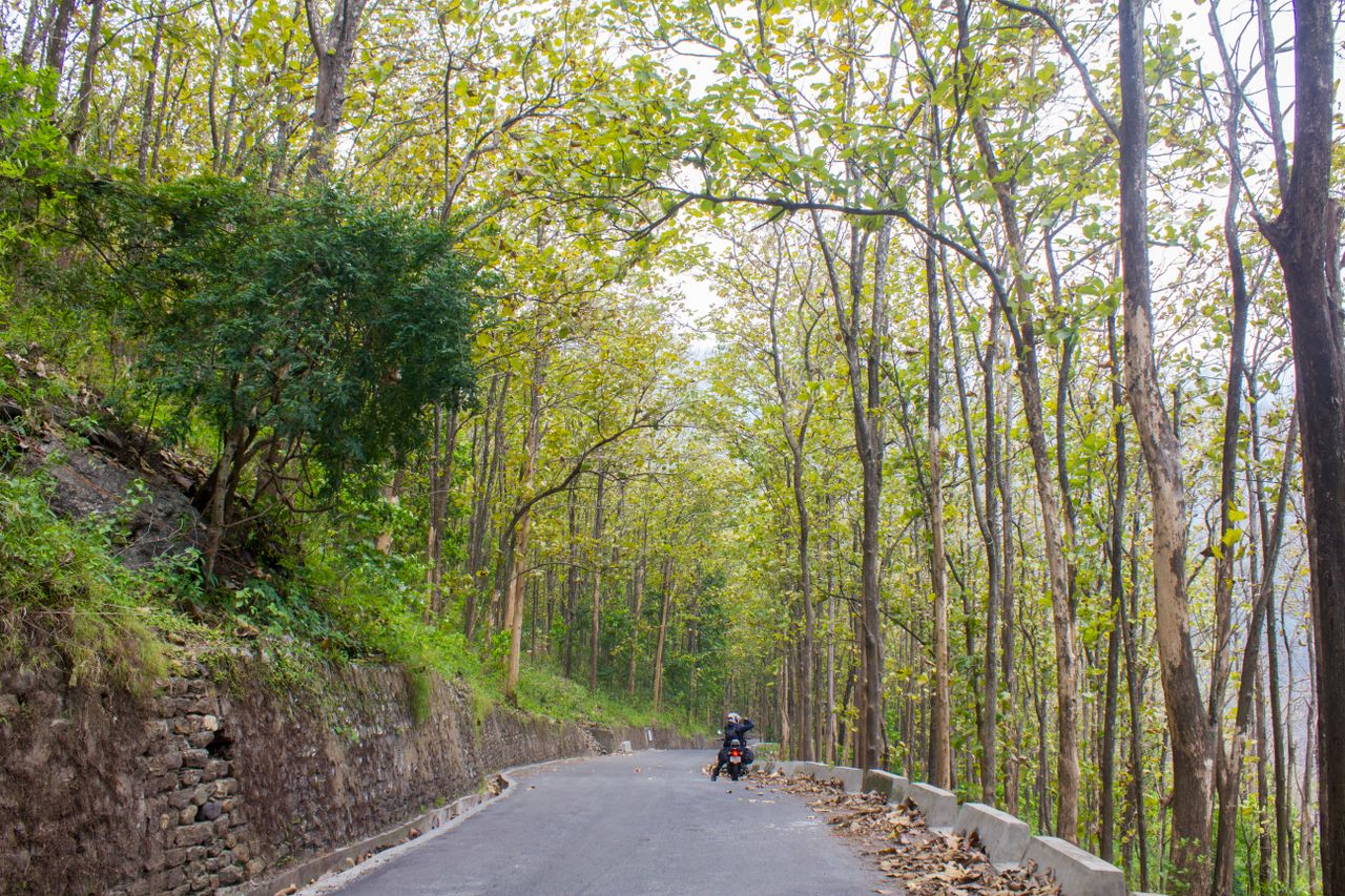 A motorbike rider on a forest road