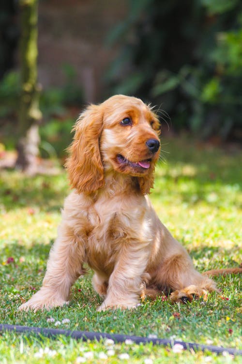 Free Close-Up Shot of a Cocker Spaniel Sitting on the Grass Stock Photo