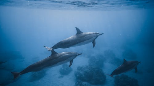Gratis Delfines Nadando Cerca Del Arrecife De Coral Foto de stock