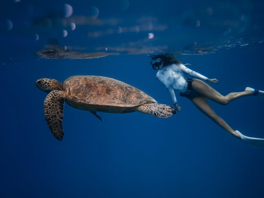 Does Deep blue have babies?