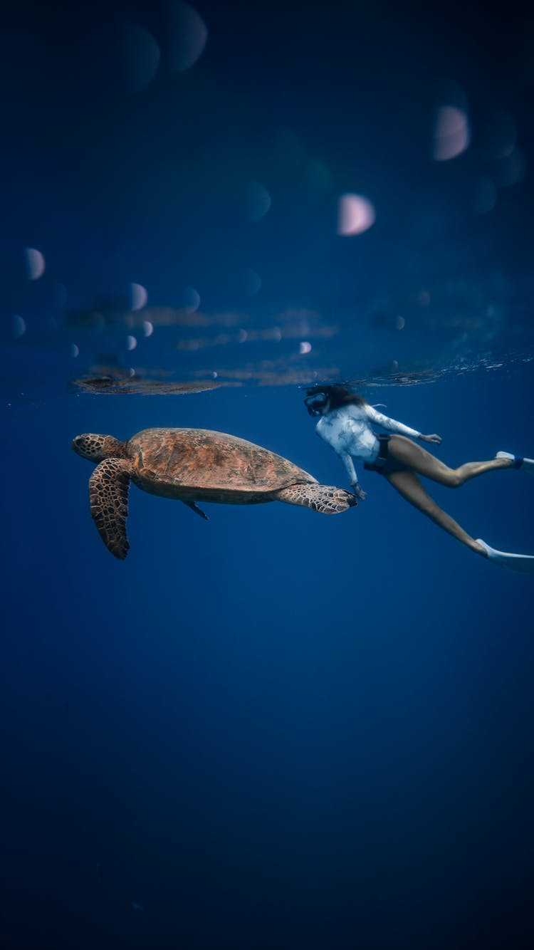 Anonymous Woman Swimming Underwater With Sea Turtle