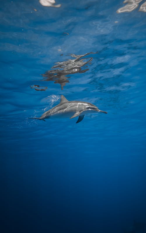 Free A Dolphin Swimming in the Sea Stock Photo