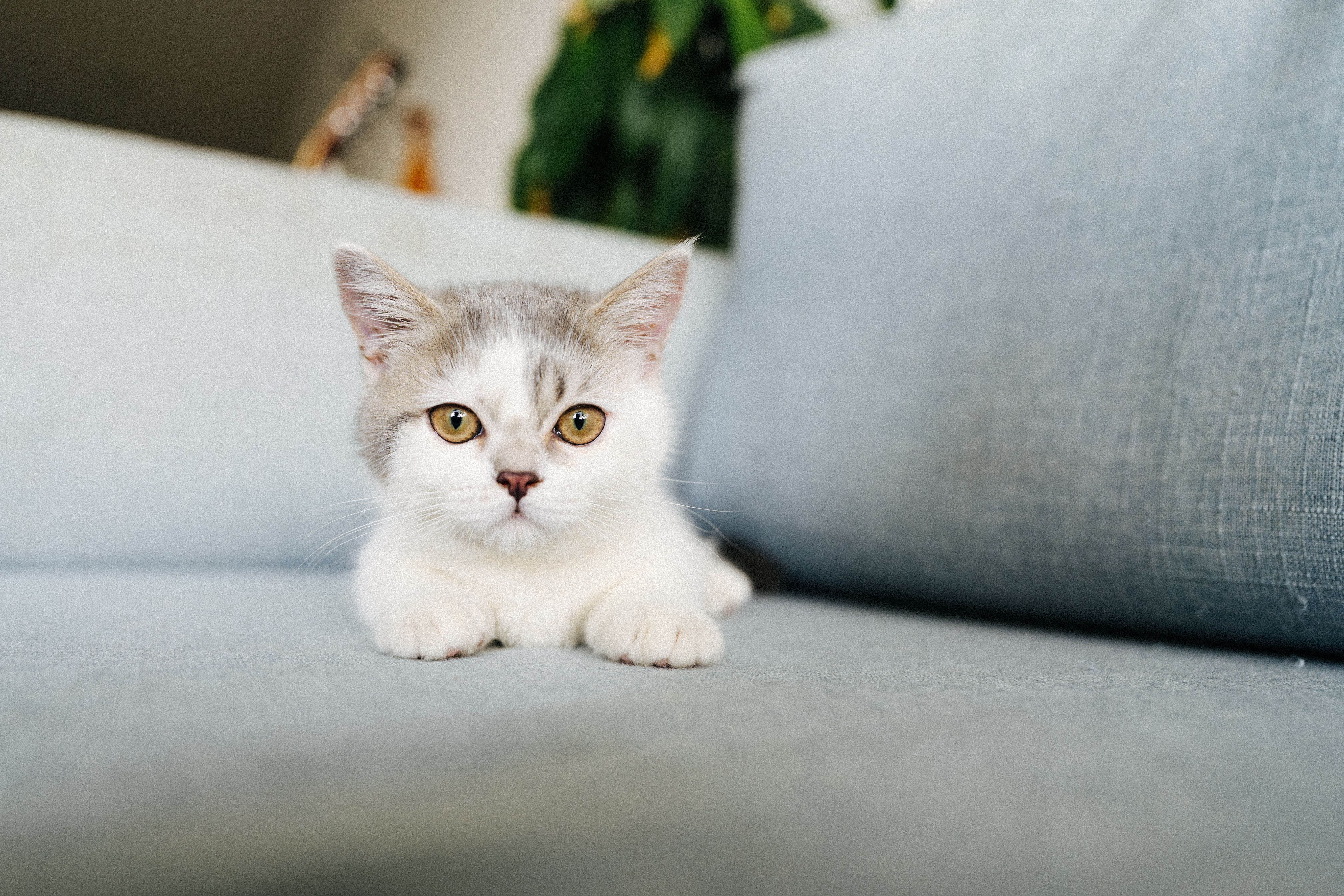 Free Adorable gray and white kitten lounging on a sofa, looking curious and relaxed. Stock Photo