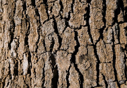 Close Up Photography of a Tree Bark